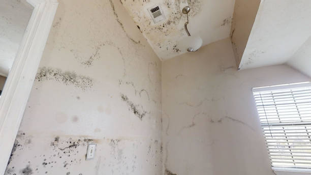 Best Real Estate Mold Inspection  in Wilkinson Heights, SC