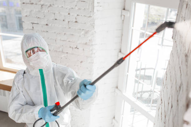 Best Black Mold Removal  in Wilkinson Heights, SC