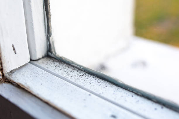 Best Mold Documentation for Insurance Claims  in Wilkinson Heights, SC
