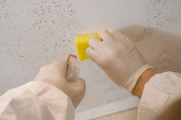 Best Residential Mold Inspection & Testing  in Wilkinson Heights, SC