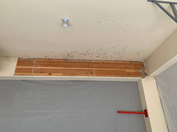 Best Air Quality Testing for Mold Spores  in Wilkinson Heights, SC