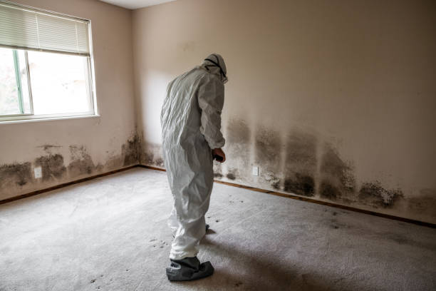 Biohazard Mold Removal in Wilkinson Heights, SC