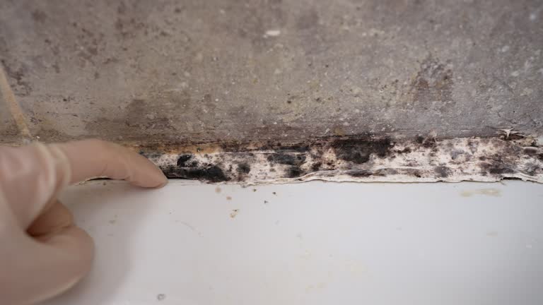 Best Airborne Mold Testing  in Wilkinson Heights, SC